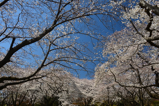 写真: 桜日和（昭和記念公園）