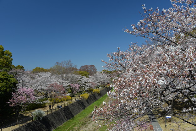写真: 桜日和２