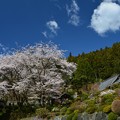 Photos: 慈光寺の桜