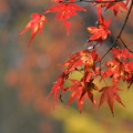 写真: 秋色