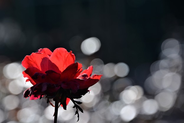 写真: 薔薇の思い
