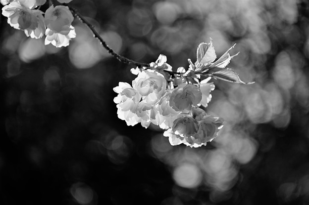 写真: 桜幻想（モノクロ）
