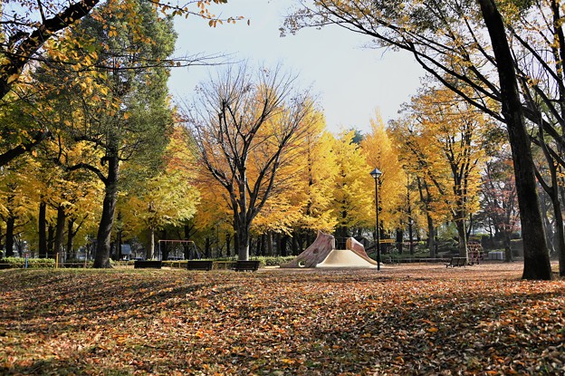 Photos: 公園の黄葉