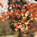 写真: 最後の秋色