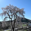 Photos: 里の桜