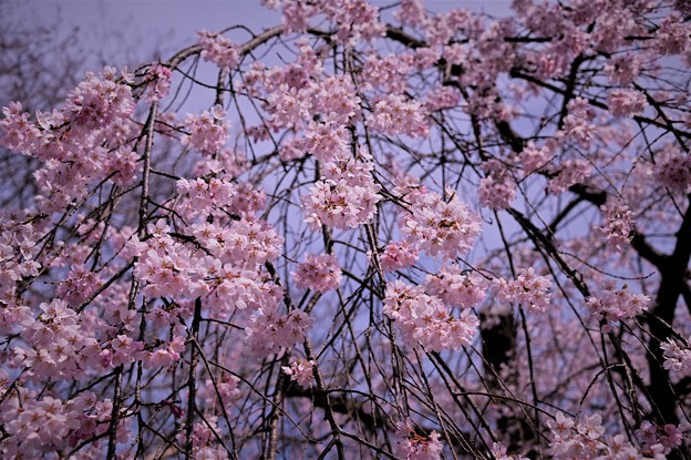 写真: 桜降る？