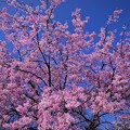 写真: 桜降る