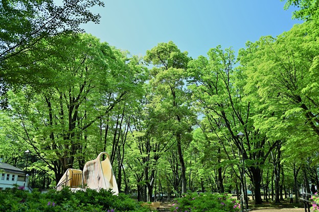 写真: 新緑の公園
