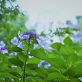 Photos: 公園の紫陽花