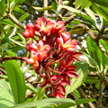写真: 街路樹に咲いた花