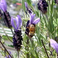 写真: ラベンダーにミツバチも喜んでいます。