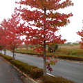 写真: 紅葉の道・・１