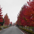 写真: 紅葉の道・・３