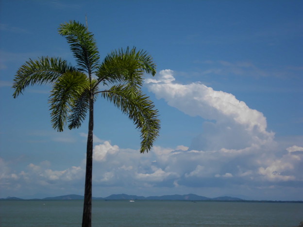 写真: ペナンの海と雲とペナン椰子