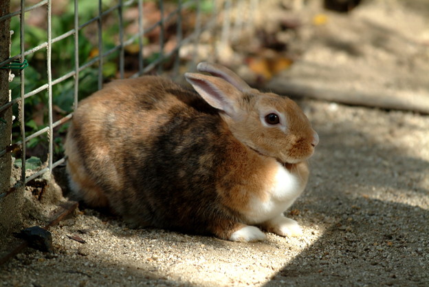 写真: ウサギ