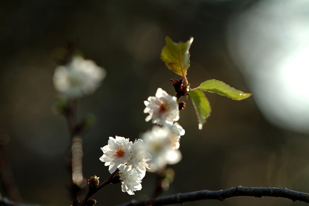 写真: 四季桜　白