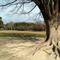 写真: 大木の根っこ