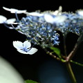 白い額紫陽花３