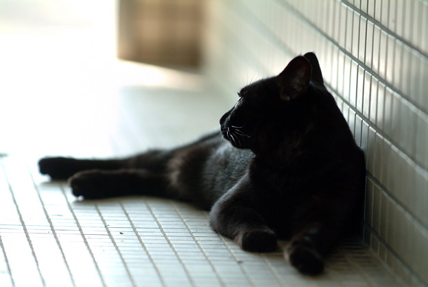 写真: 黒猫ちゃん