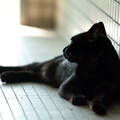 写真: 黒猫ちゃん