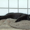 写真: 黒猫ちゃん暑さでダラ〜ん