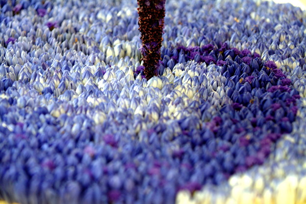 写真: お花の絨毯