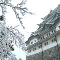 モミジの木と名古屋城