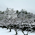 梅の木と名古屋城