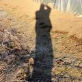 写真: Silhouette-shadow：畑_13127
