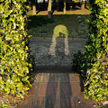 写真: Silhouette-shadow：柏の葉公園_13202