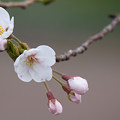 写真: 桜の花07