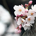 写真: 桜の花09