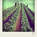 写真: イチゴ畑
