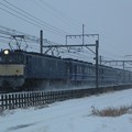 写真: EF60 19＋12系5B＋EF65 501 第3回カナロコ列車 "急行「かながわ」"