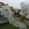 写真: 蘭蘭桜