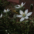 白い花（オオアマナでした）