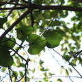 写真: ウマノスズクサの葉２（オオバウマノスズクサの葉でした）