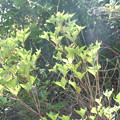 写真: サイゴクミツバツツジの葉