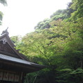 写真: 金比羅神社とモミジ