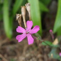 ピンクの草花　１　（ムシトリナデシコでした）