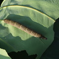 写真: スズメガの幼虫（セスジスズメの幼虫でした）