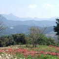 写真: 大村の山並みとヒガンバナ