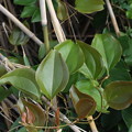 サツマサンキライの葉
