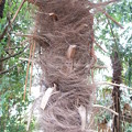 棕櫚の幹