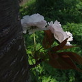 胴ぶきの桜