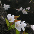 桜　幹