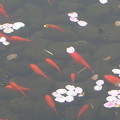 写真: 金魚と桜
