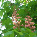 写真: ベニバナトチノキの花