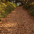 写真: 落ち葉の道をサクサクと