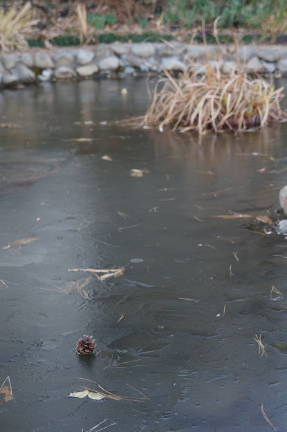 写真: 池の氷に松ぼっくり